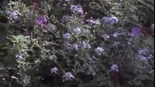 मर्लिन मंडलों एक बूढ़ा आदमी और औरत वीडियो और लड़का सेक्स वीडियो